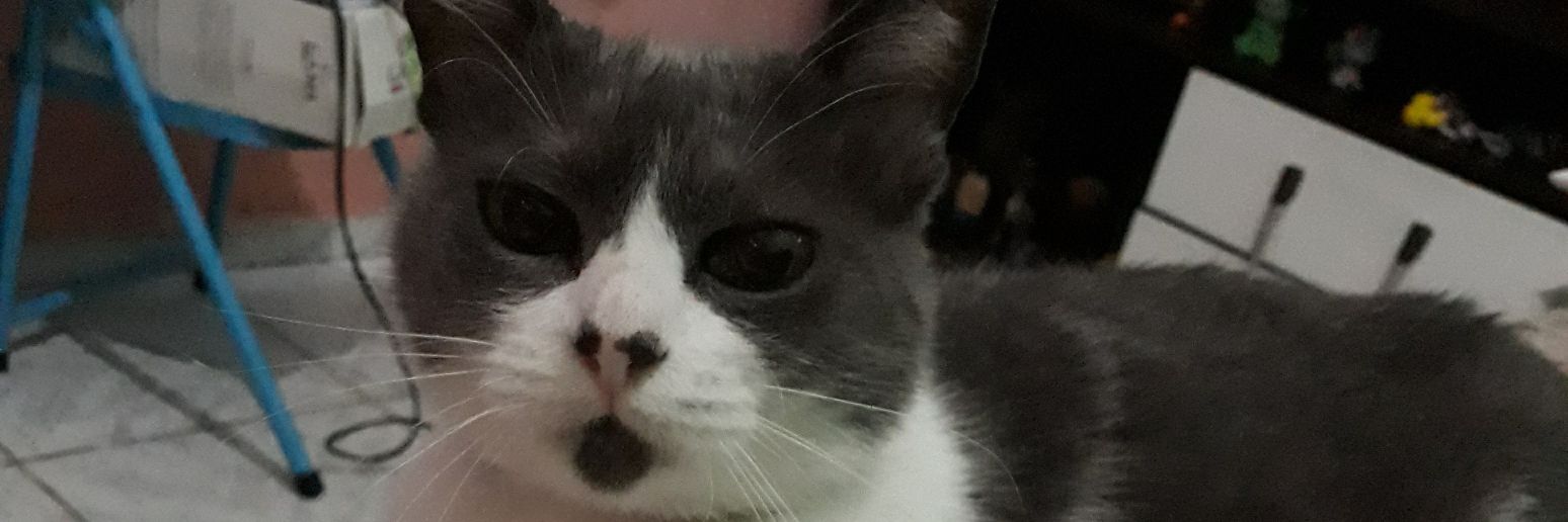 Jess_Snitram's profile banner image