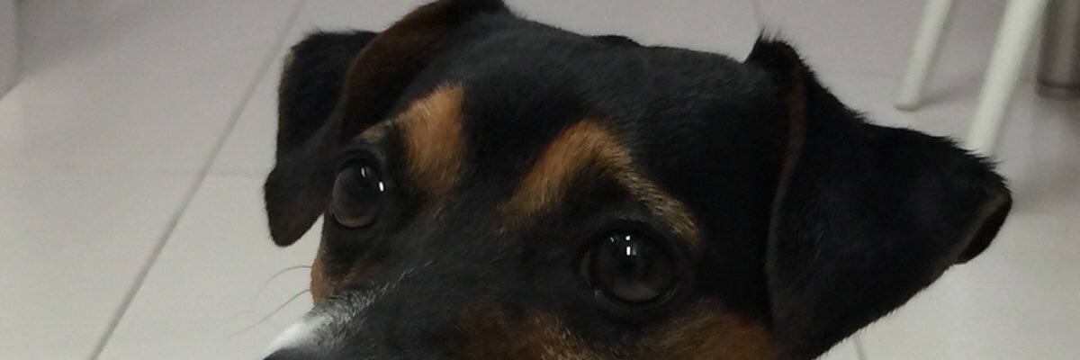 CarolPVarella's profile banner image