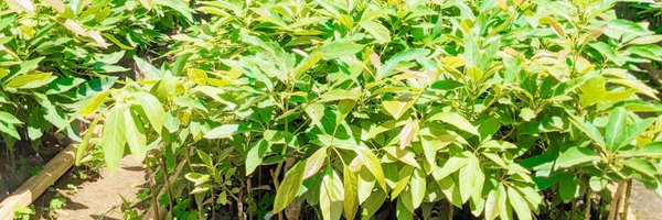 GreengoalR Profile Banner