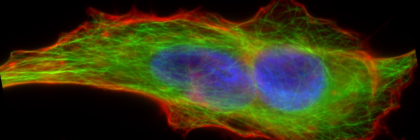 Cytoskeleton Journal's banner