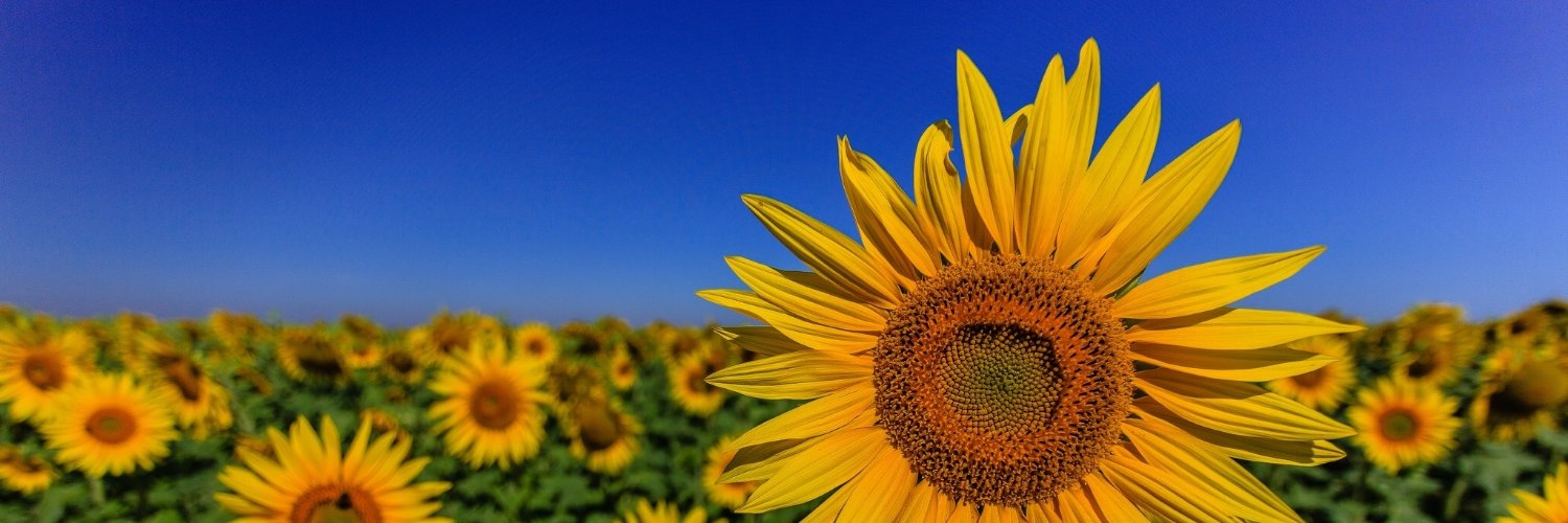 kanjitard's profile banner image
