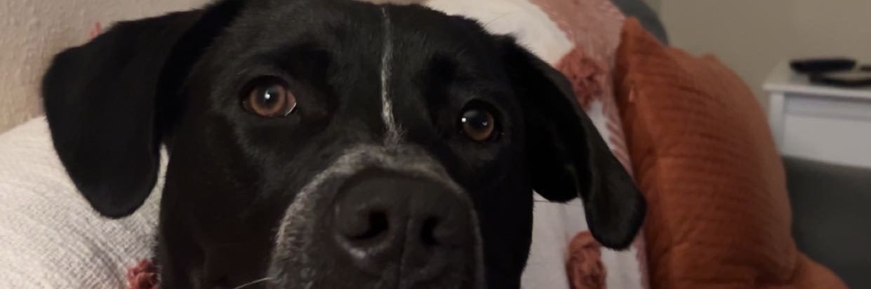 TheOnlyMorris's profile banner image