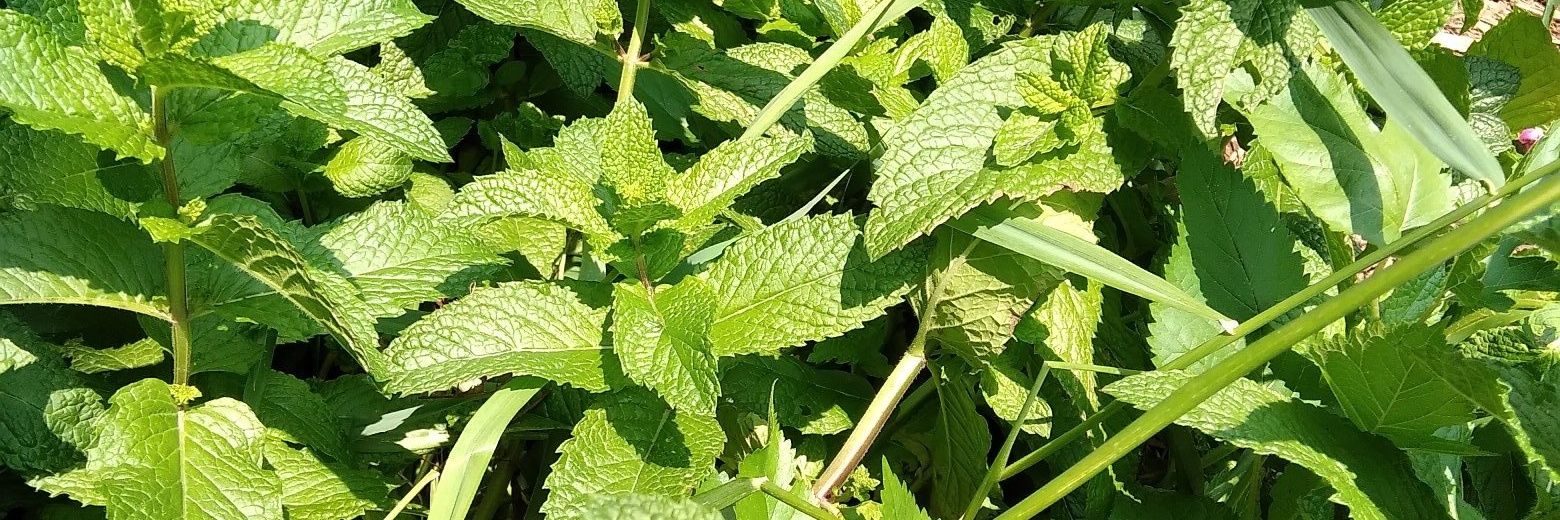 Mid-West Thinking banner