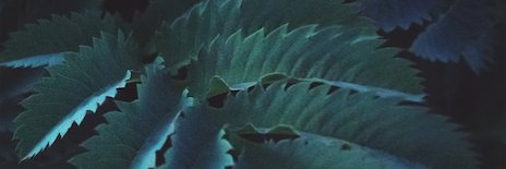 Sami Micelli banner