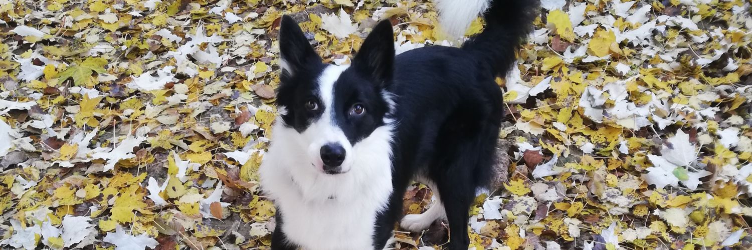 9MoNiCa8's profile banner image