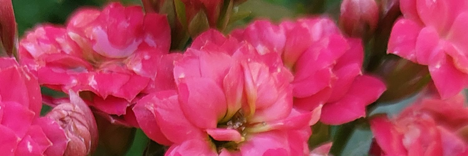 danamicaelat's profile banner image