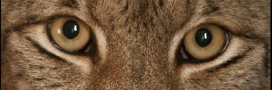 xLiince's profile banner image