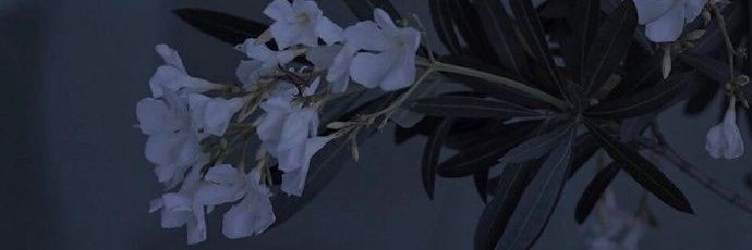 x'yem banner