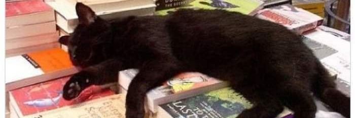 Fabiola Astudillo banner