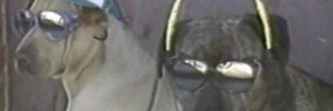 pichodonato's profile banner image