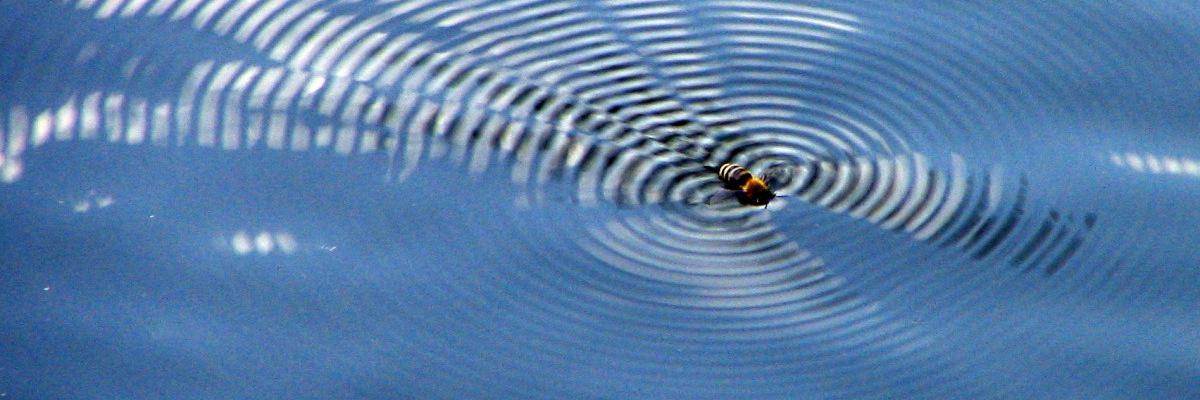 The Daily Stillness banner