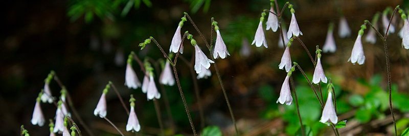 Lineaflower's profile banner image