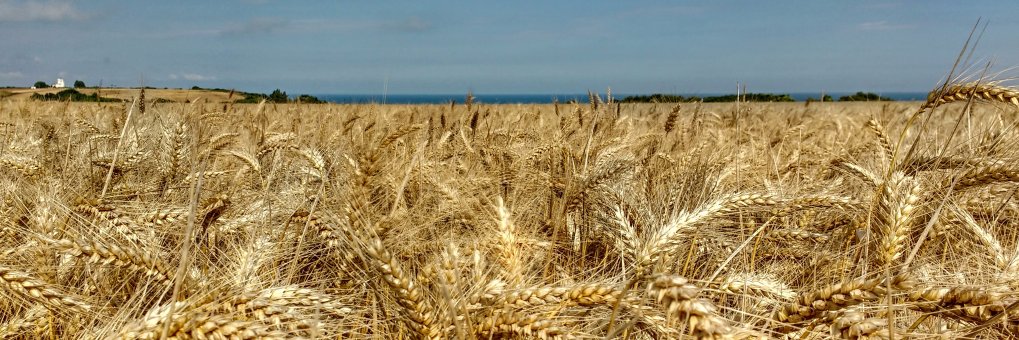 Prof. Dom Eggbeer banner