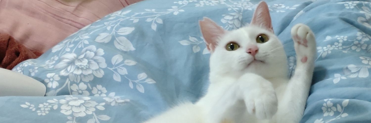 喵珂緹 | 遲刻魔Vtuber🌸🐱 banner