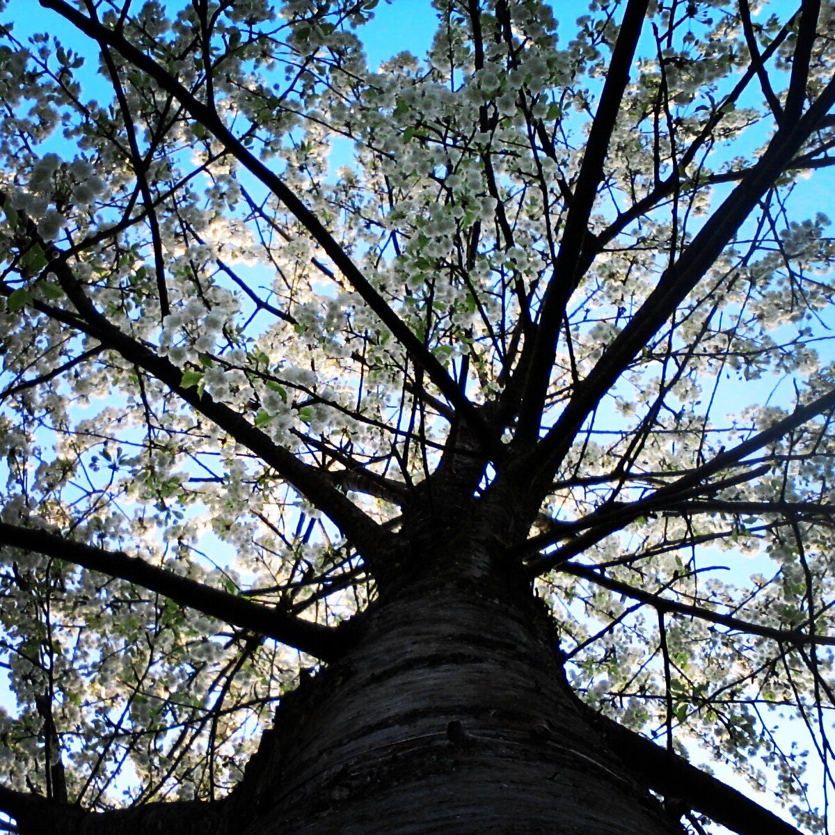 DorsiDelRey's profile banner image
