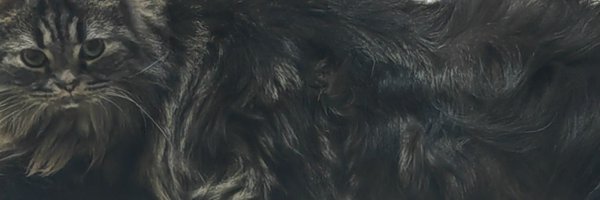 mepumepu_ Profile Banner
