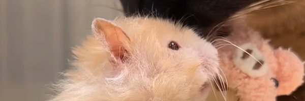 dvnlaps Profile Banner