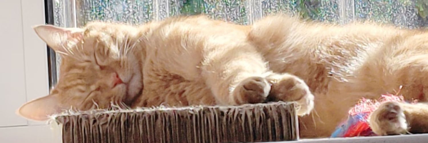 meow meow✨'s banner