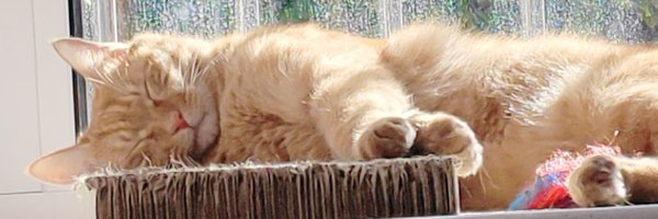 LieNothingness Profile Banner