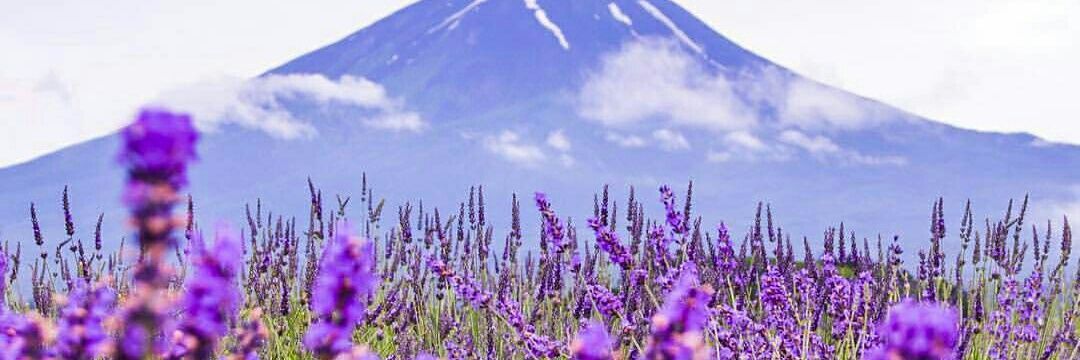 vhiecha_'s profile banner image