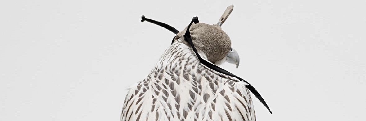 فويـــسـ♥ـــد♥ banner