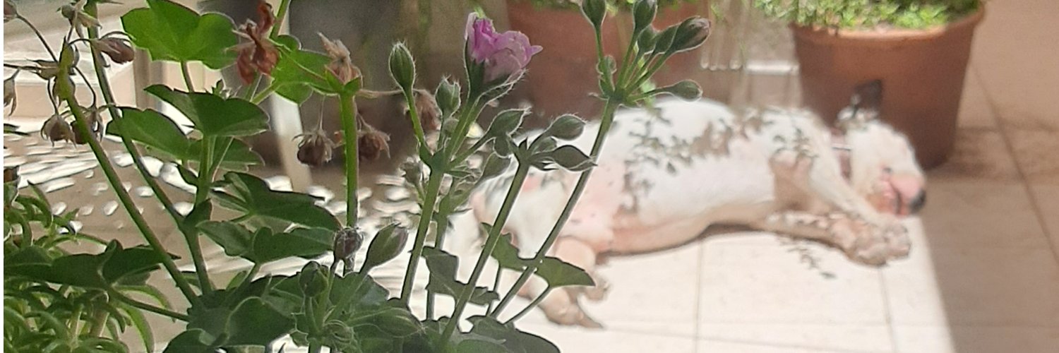 silvvil's profile banner image