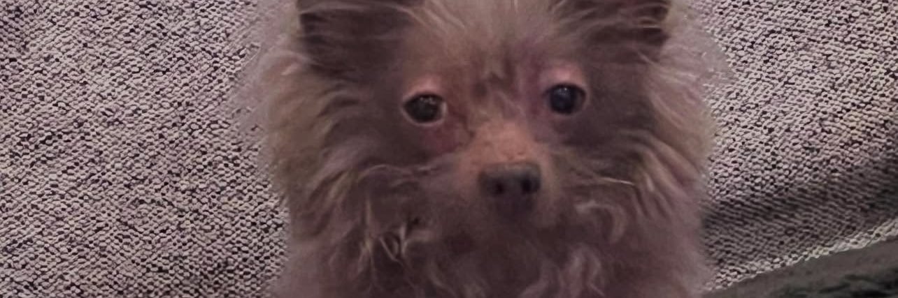 Lekkerice's profile banner image