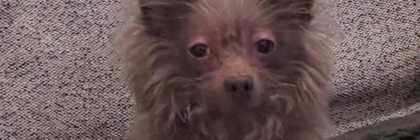 Lekkerice Profile Banner