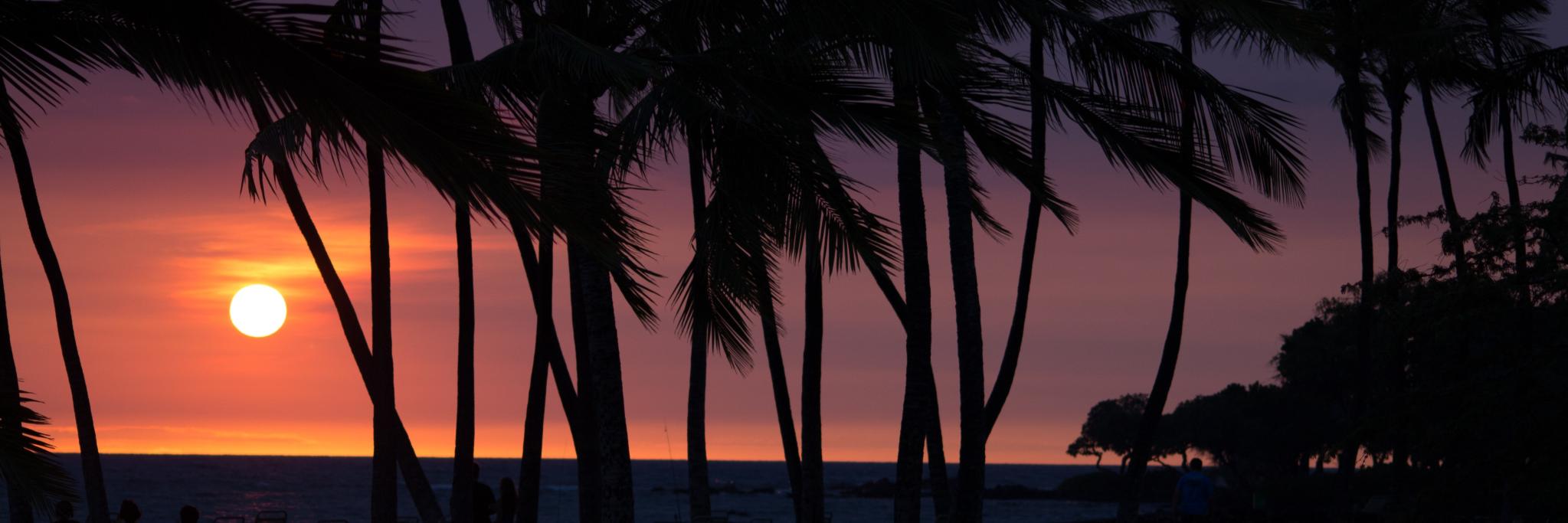 bemusedtreefrog's profile banner image