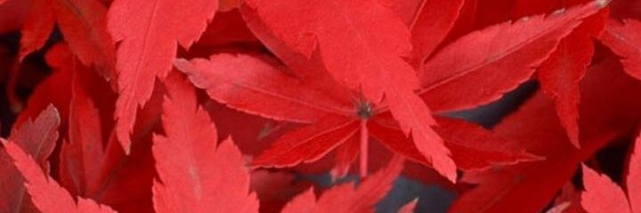melanie_cch's profile banner image