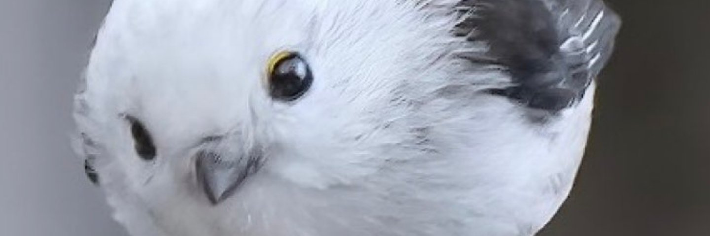 TrustAdl's profile banner image