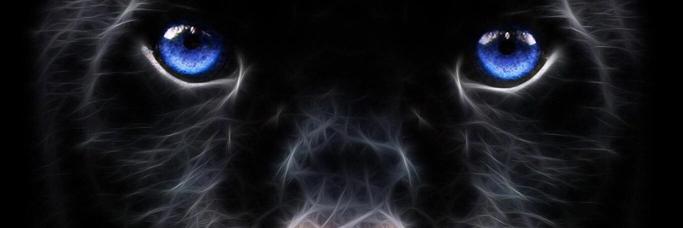 CrypticVet's profile banner image