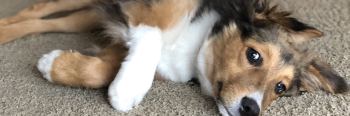 sharbsicle's profile banner image