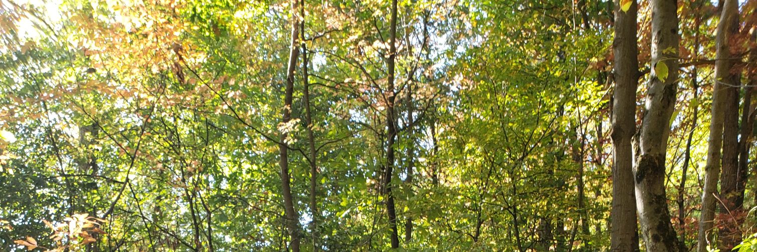 Life's fiddle banner