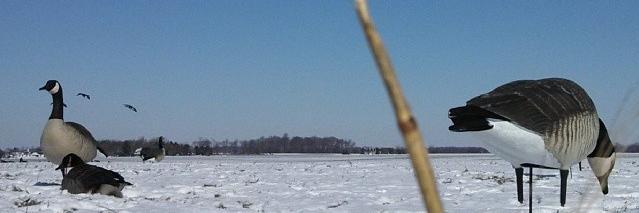 ericheis banner