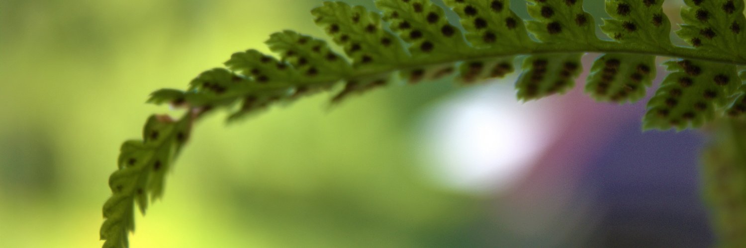 Alicja (Alice) banner