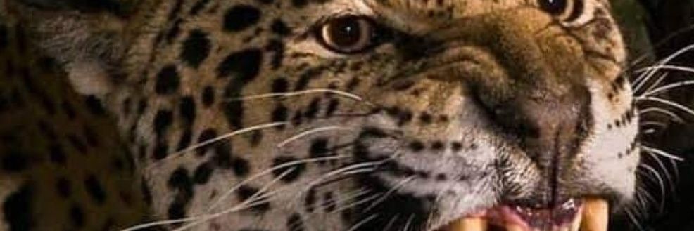 CrFavatto banner