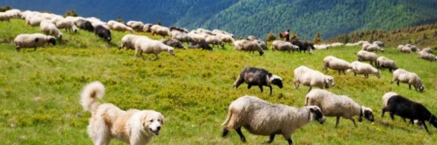 VlachShepherd banner