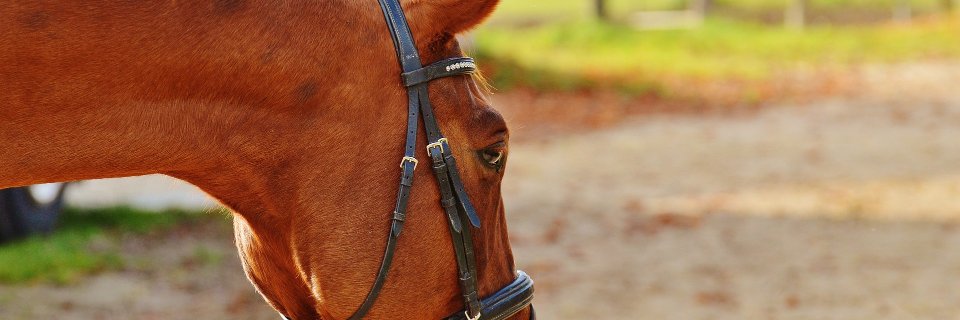 HorseDVM's profile banner image