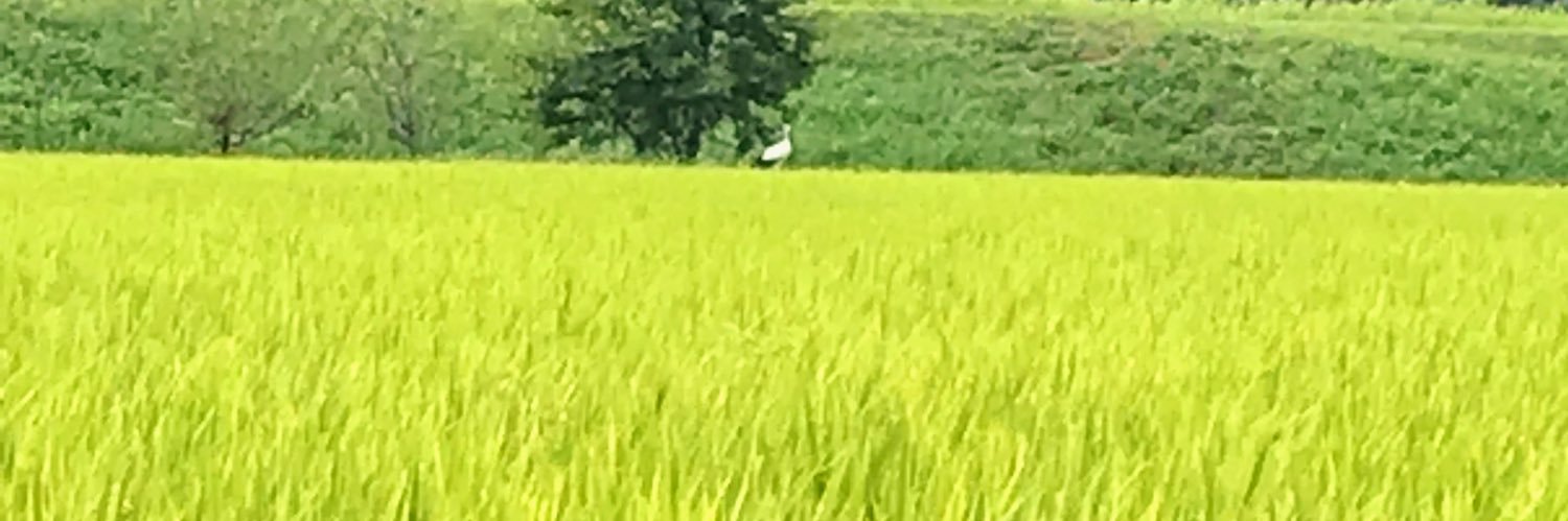 Shintan_1208's profile banner image