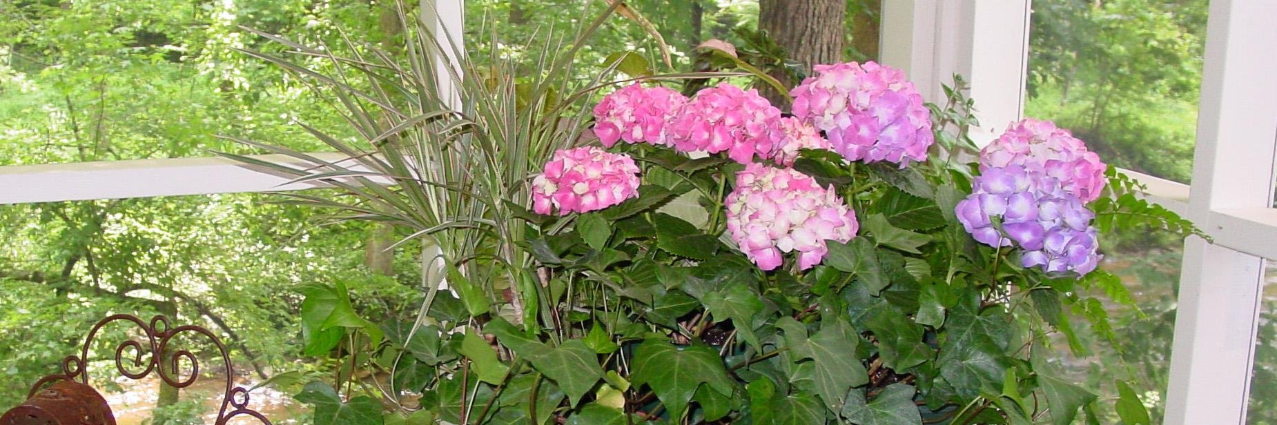 trillium_mimi's profile banner image