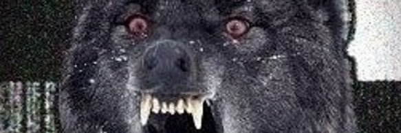 Wolfsfroth banner