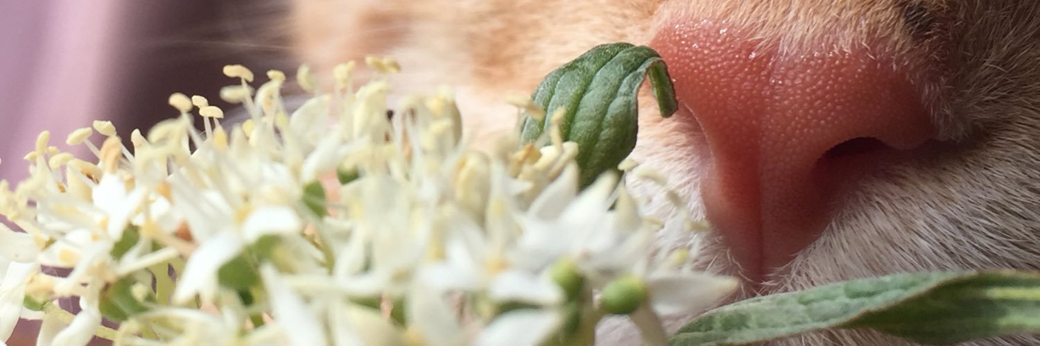 pprincessjasmin's profile banner image