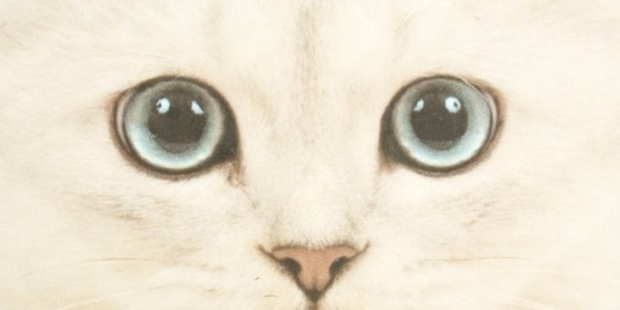 nilzapolett's profile banner image