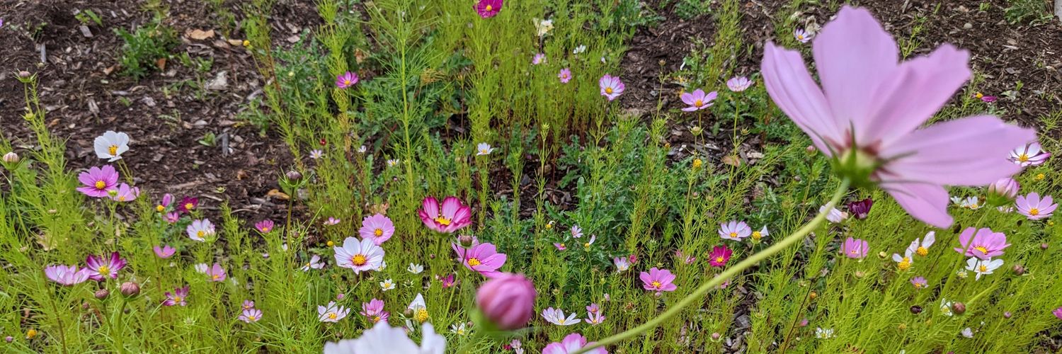 Slow Spike-Wave banner