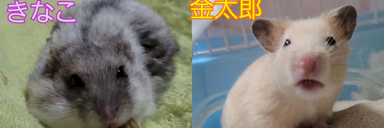 はまじ🐹きなこ🐹金太郎's banner