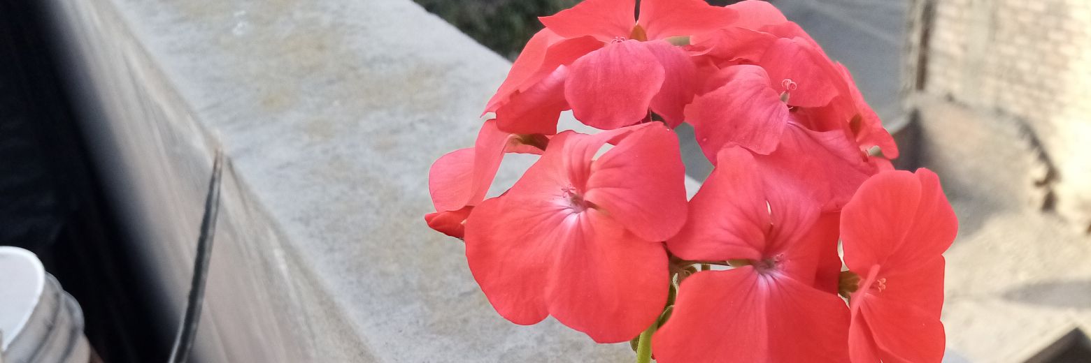 MilyRodriguezA's profile banner image