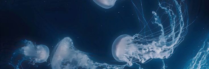 hanjicalss's profile banner image