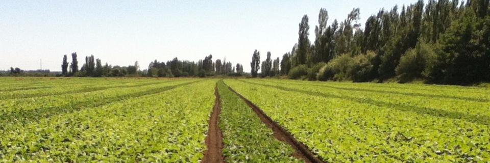 Jamie Stringam, banner