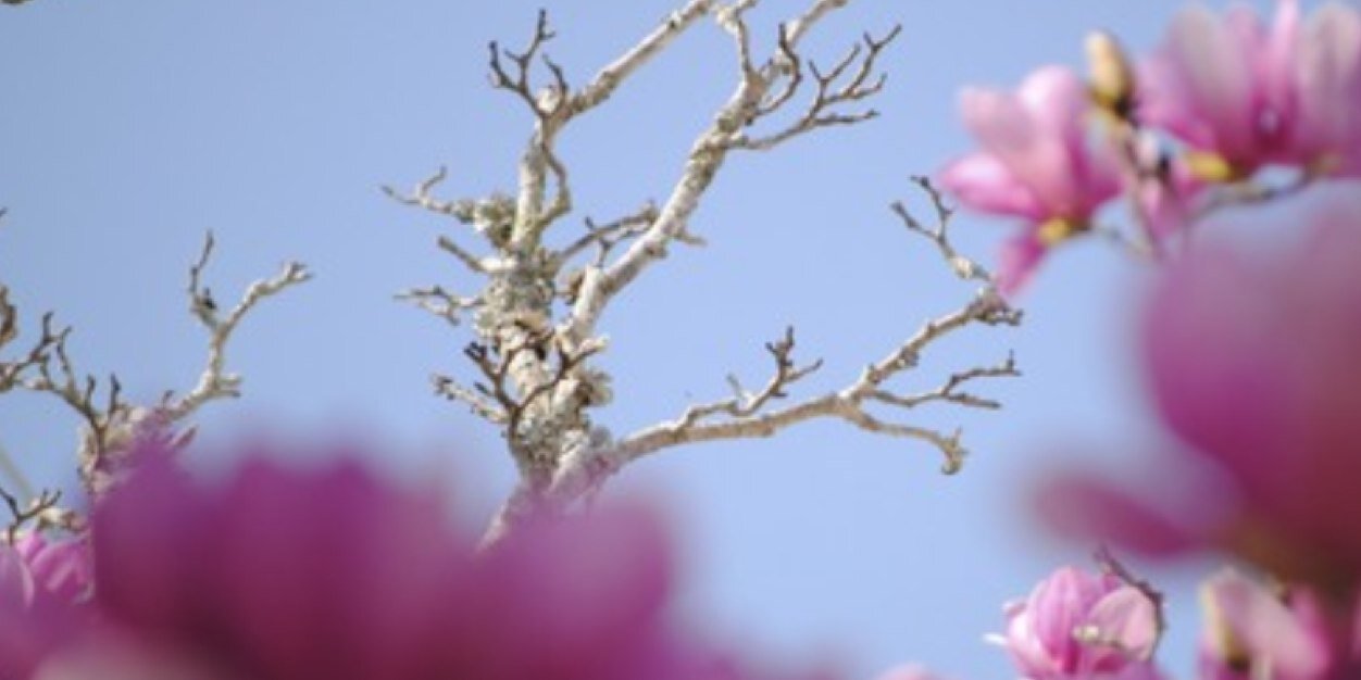 SouthernSweetly's profile banner image